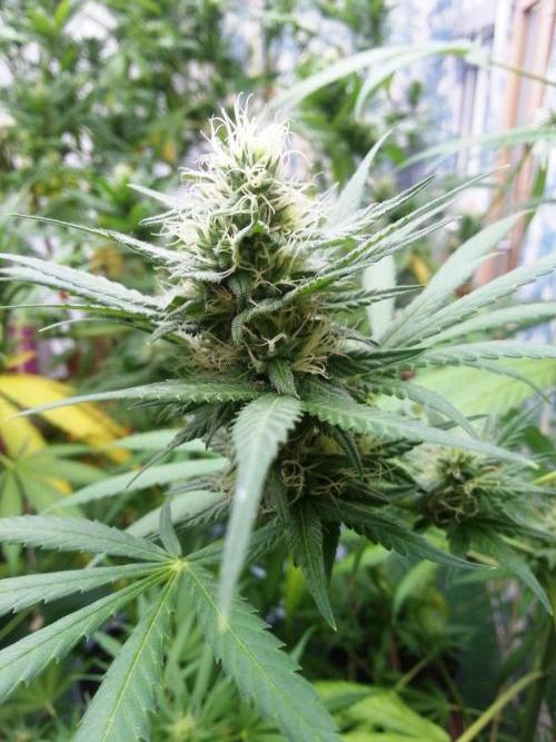 Bio Tabs NL Interview - Grow Diaries. Week 8