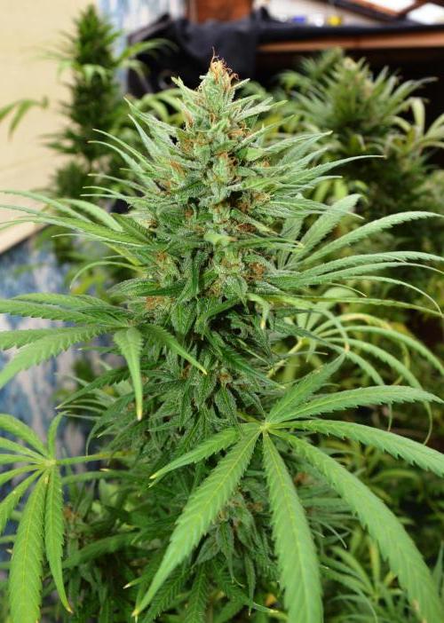 Bio Tabs NL Interview - Grow Diaries. Week 10
