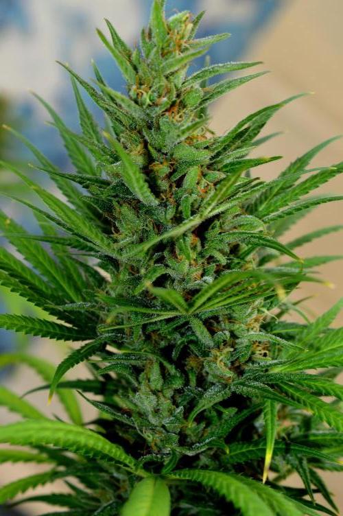 Bio Tabs NL Interview - Grow Diaries. Week 10