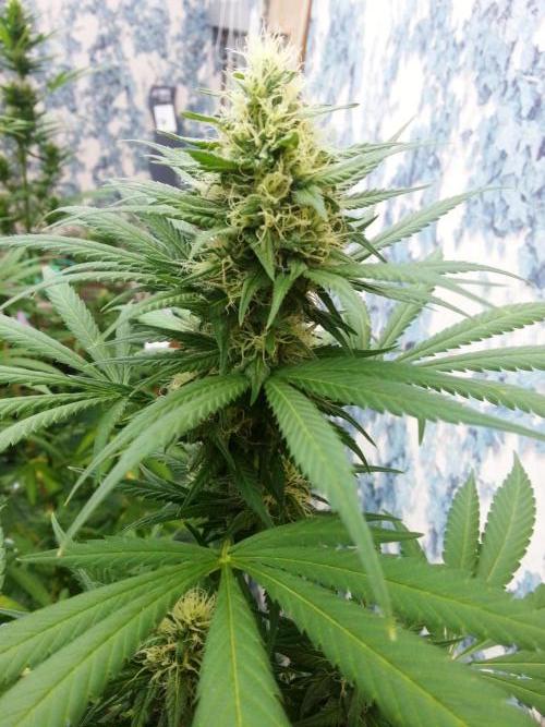 Bio Tabs NL Interview - Grow Diaries. Week 8