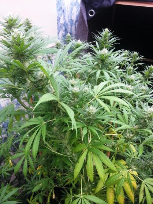 Bio Tabs NL Interview - Grow Diaries. Week 8