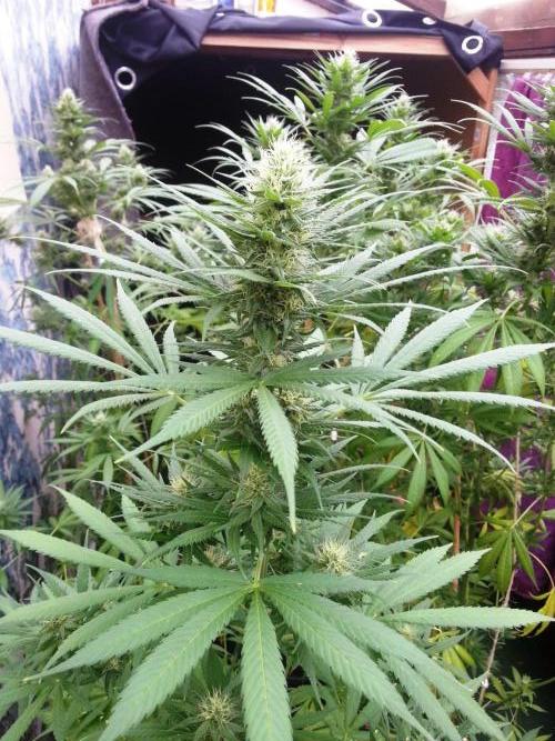 Bio Tabs NL Interview - Grow Diaries. Week 8
