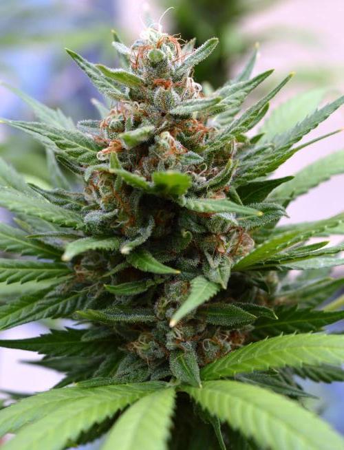 Bio Tabs NL Interview - Grow Diaries. Week 10