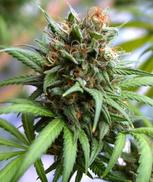 Bio Tabs NL Interview - Grow Diaries. Week 10