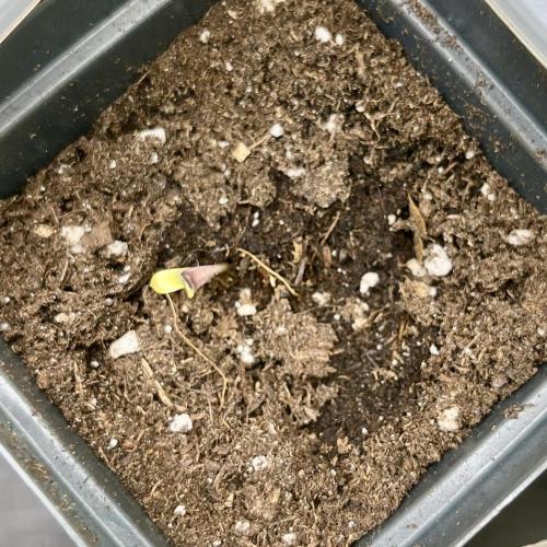 My third grow experience. Week 1