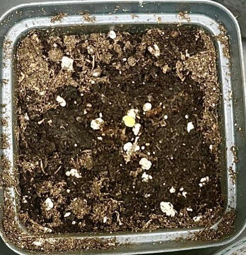 My third grow experience. Week 1