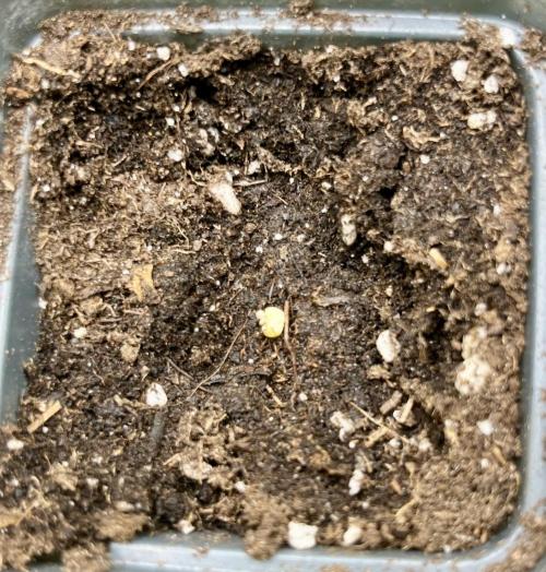 My third grow experience. Week 1