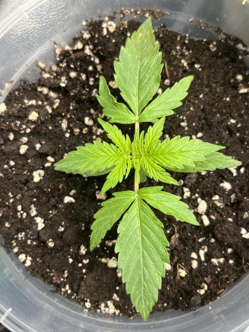 My third grow experience. Week 2