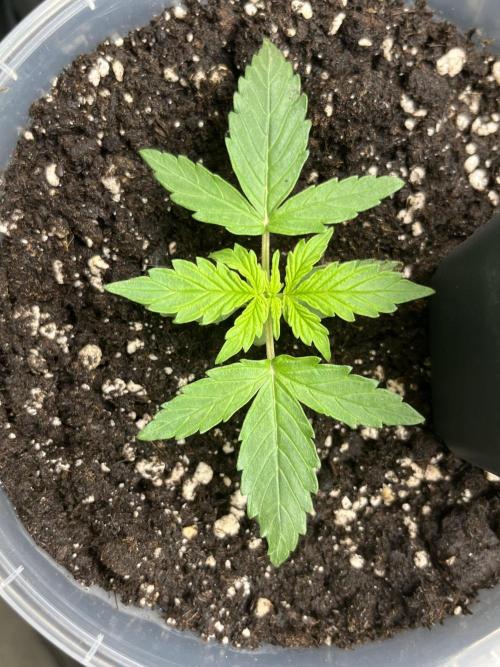 My third grow experience. Week 2