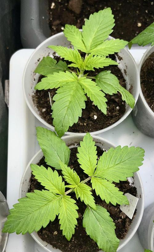 My third grow experience. Week 3