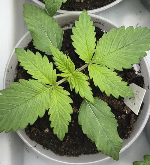 My third grow experience. Week 3