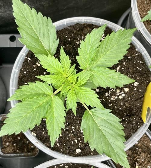 My third grow experience. Week 4