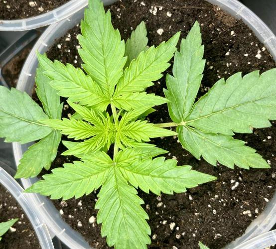 My third grow experience. Week 4