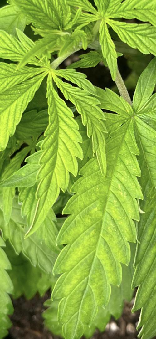 My third grow experience. Week 4