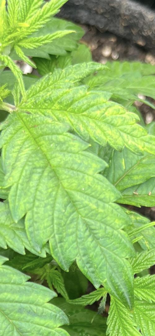 My third grow experience. Week 4