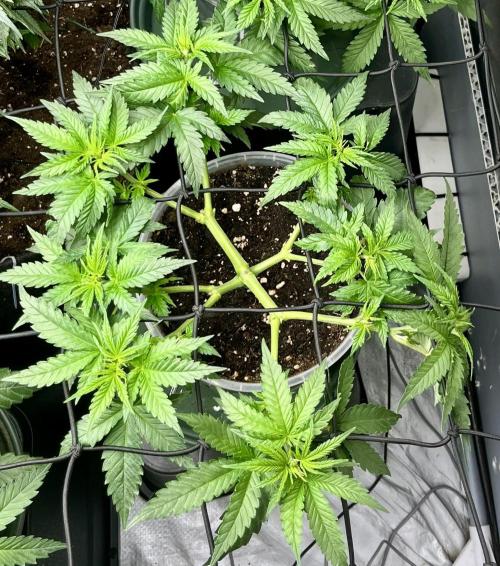 My third grow experience. Week 4