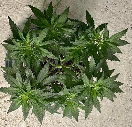 My third grow experience. Week 5