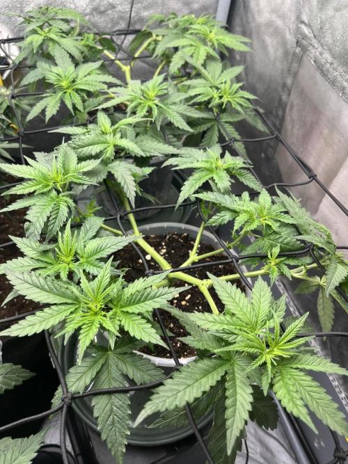 My third grow experience. Week 5