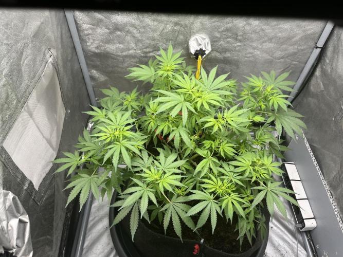 My third grow experience. Week 7