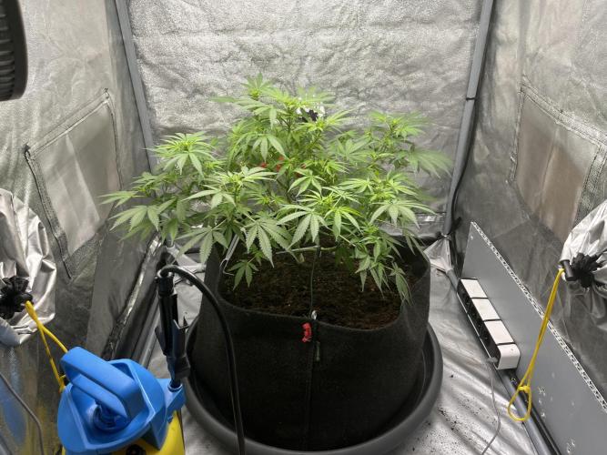 My third grow experience. Week 7