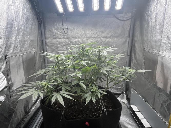 My third grow experience. Week 7