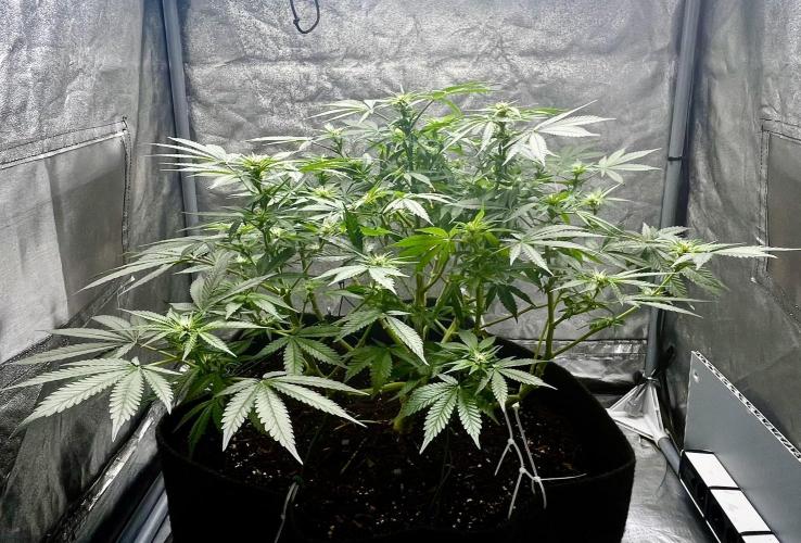My third grow experience. Week 7