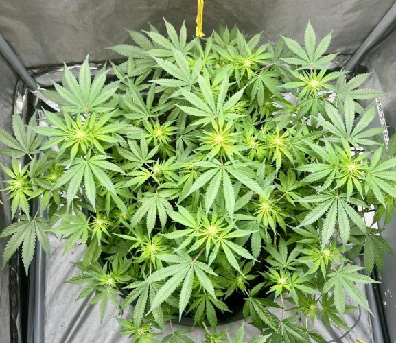 My third grow experience. Week 9