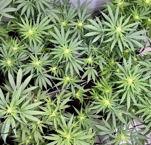 My third grow experience. Week 9