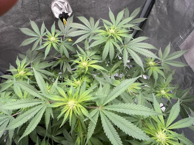 My third grow experience. Week 9