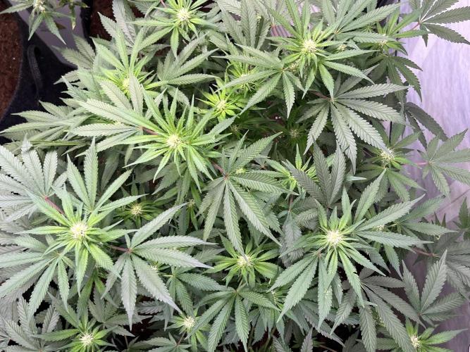 My third grow experience. Week 9