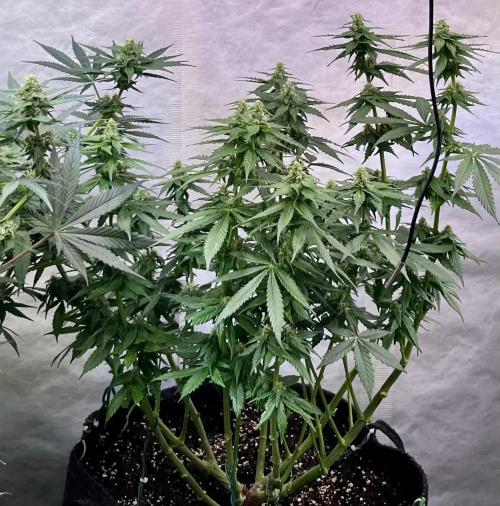 My third grow experience. Week 11