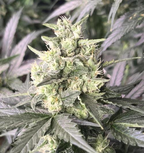 My third grow experience. Week 11