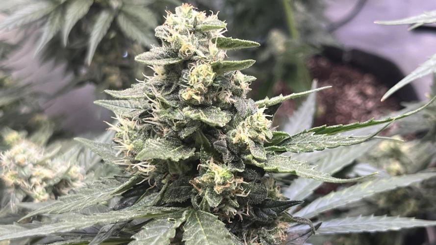 My third grow experience. Week 11