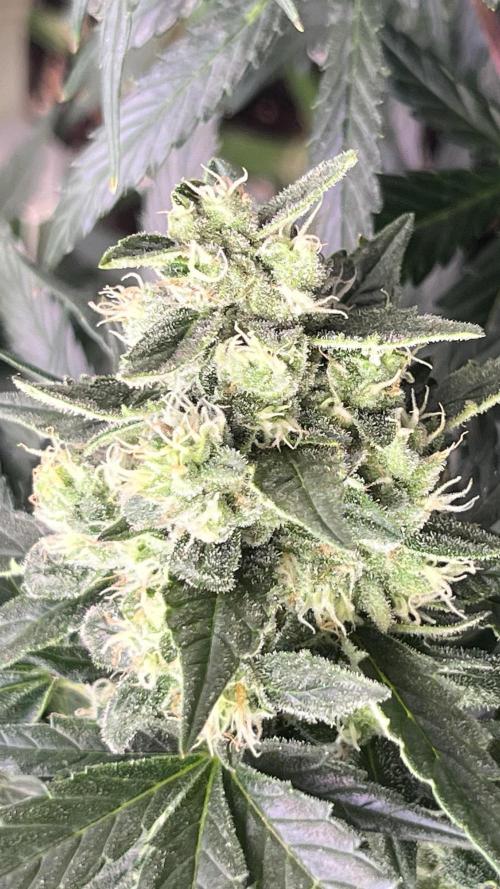 My third grow experience. Week 11