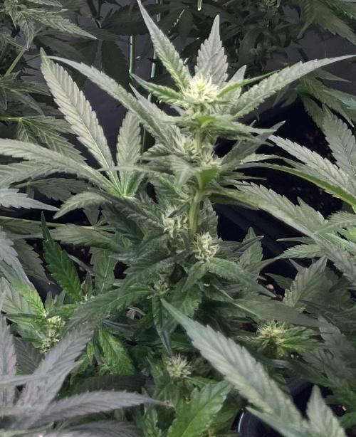 My third grow experience. Week 11