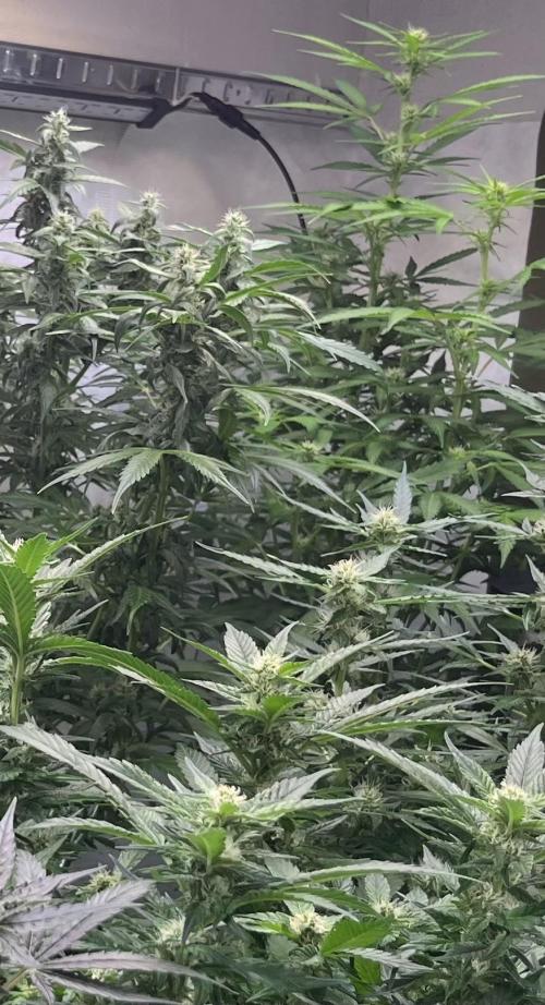 My third grow experience. Week 11