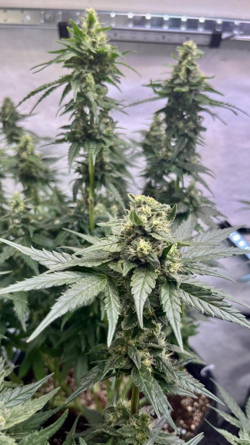 My third grow experience. Week 13