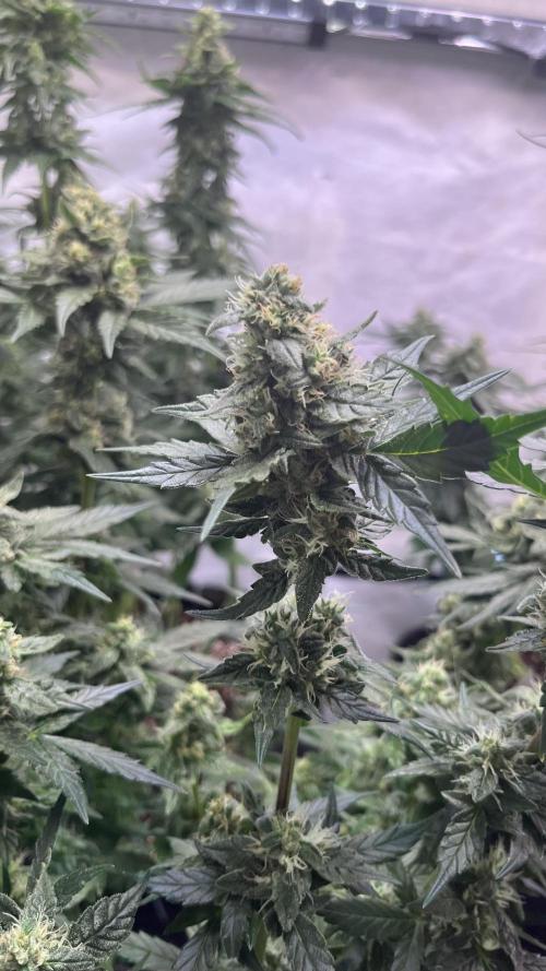 My third grow experience. Week 13