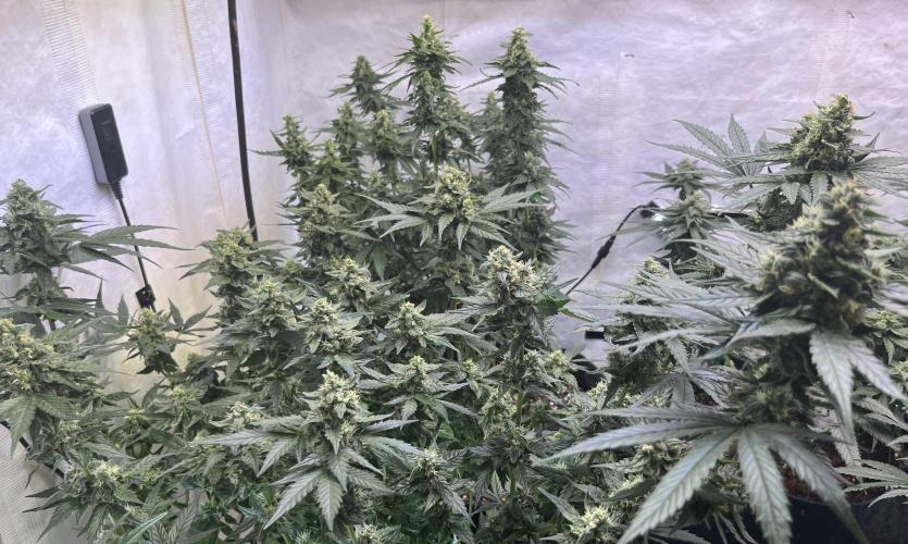 My third grow experience. Week 13