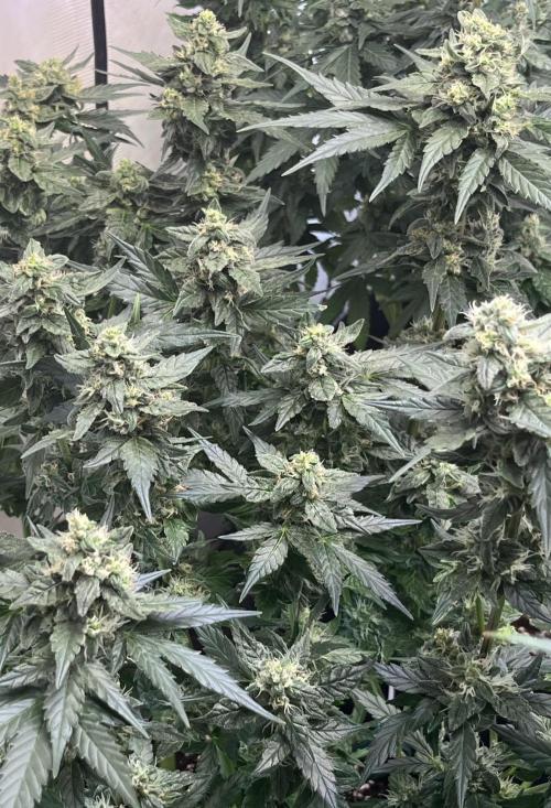 My third grow experience. Week 13