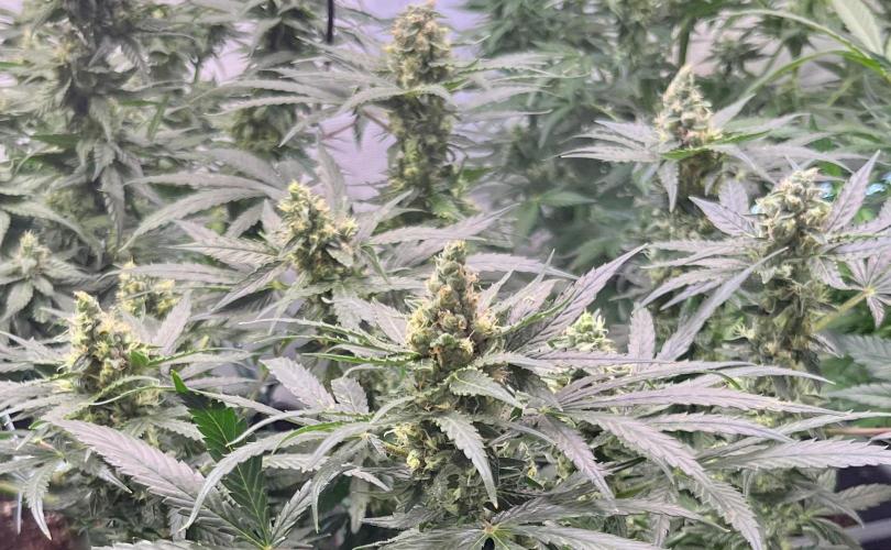 My third grow experience. Week 13