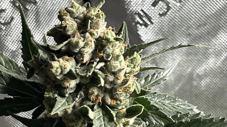 My third grow experience. Week 15