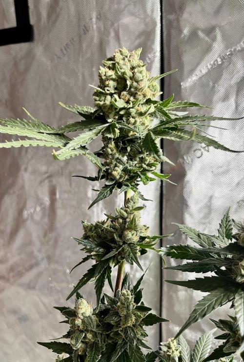 My third grow experience. Week 15