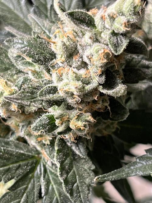 My third grow experience. Week 15