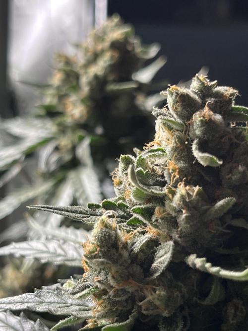 My third grow experience. Week 15