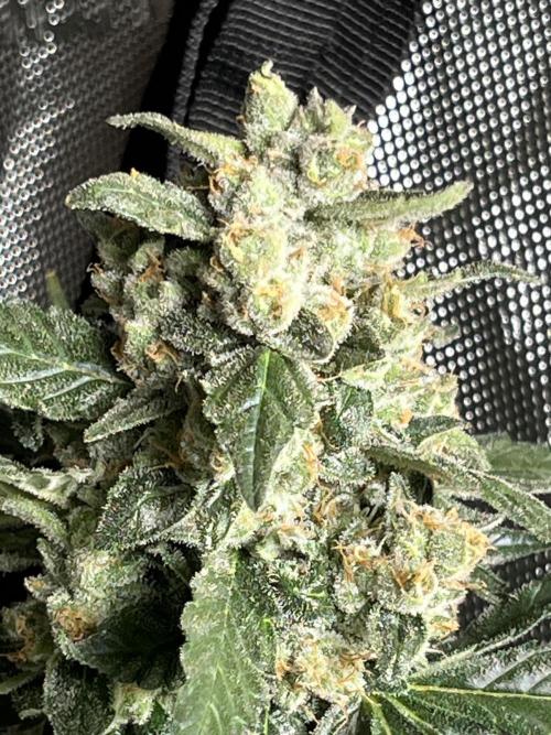 My third grow experience. Week 15