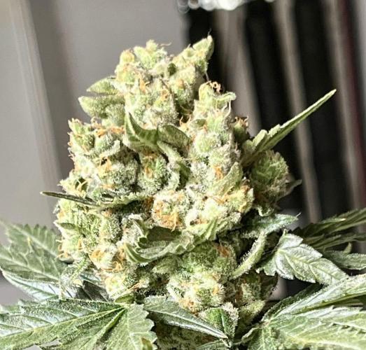 My third grow experience. Week 15