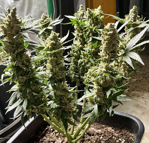 My third grow experience. Week 16