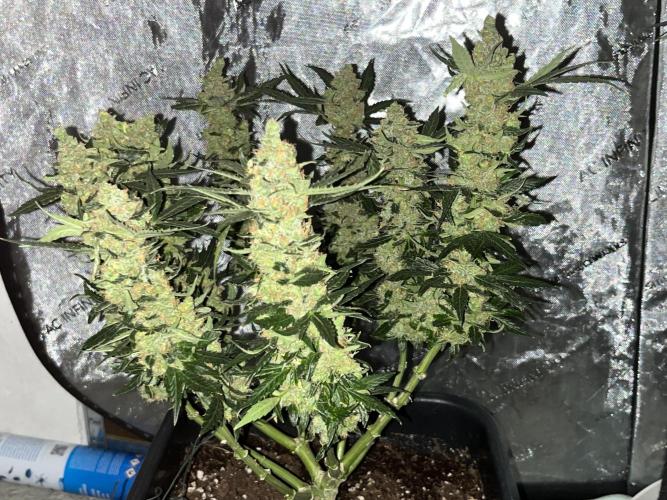 My third grow experience. Week 16