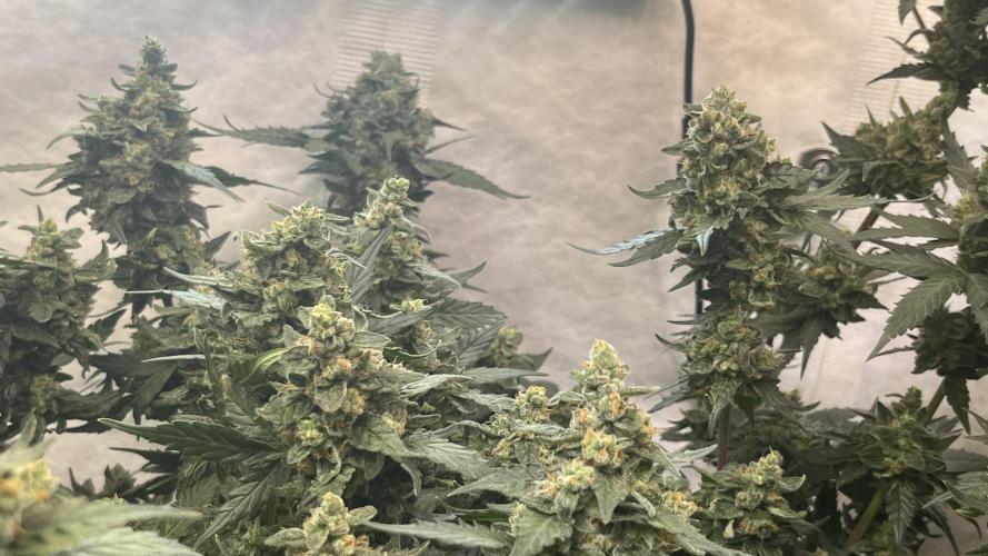 My third grow experience. Week 16